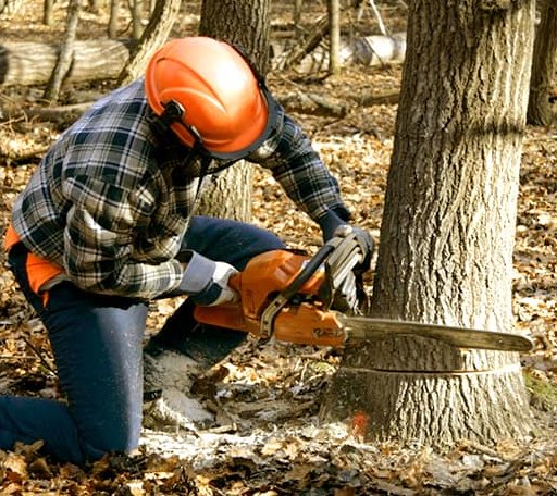 Tree Removal in Burnt Ranch, CA